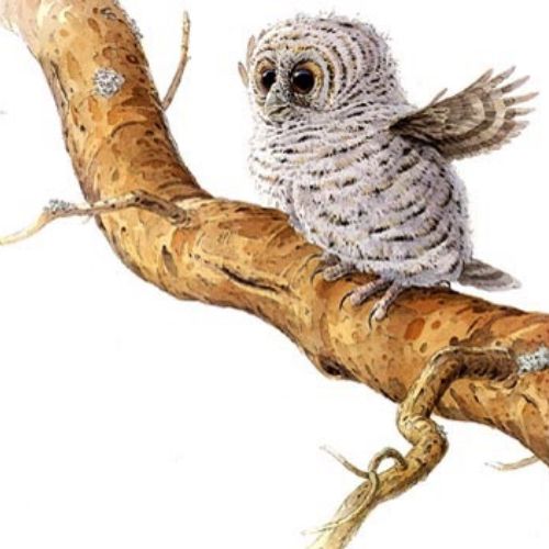 Graphic design of Owl on tree branch