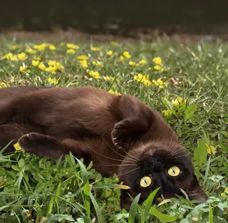 Brown Burmese cat lying on grass with yellow flowers