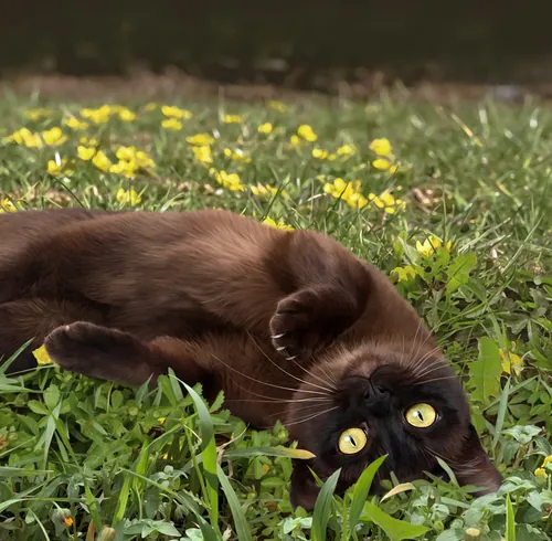 Brown Burmese cat lying on grass with yellow flowers