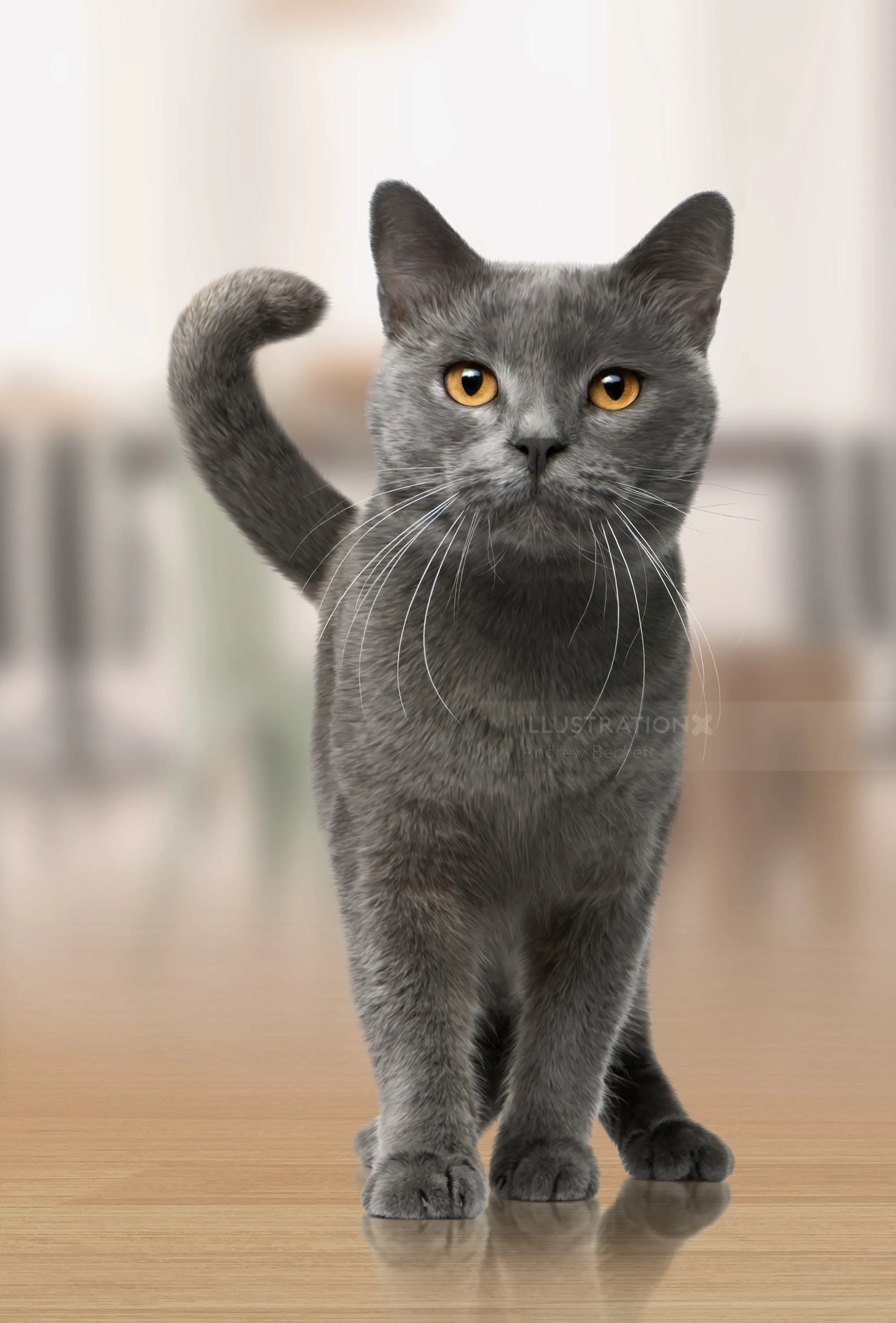 灰色のシャルトリュー猫が室内の木の床の上を歩いている
