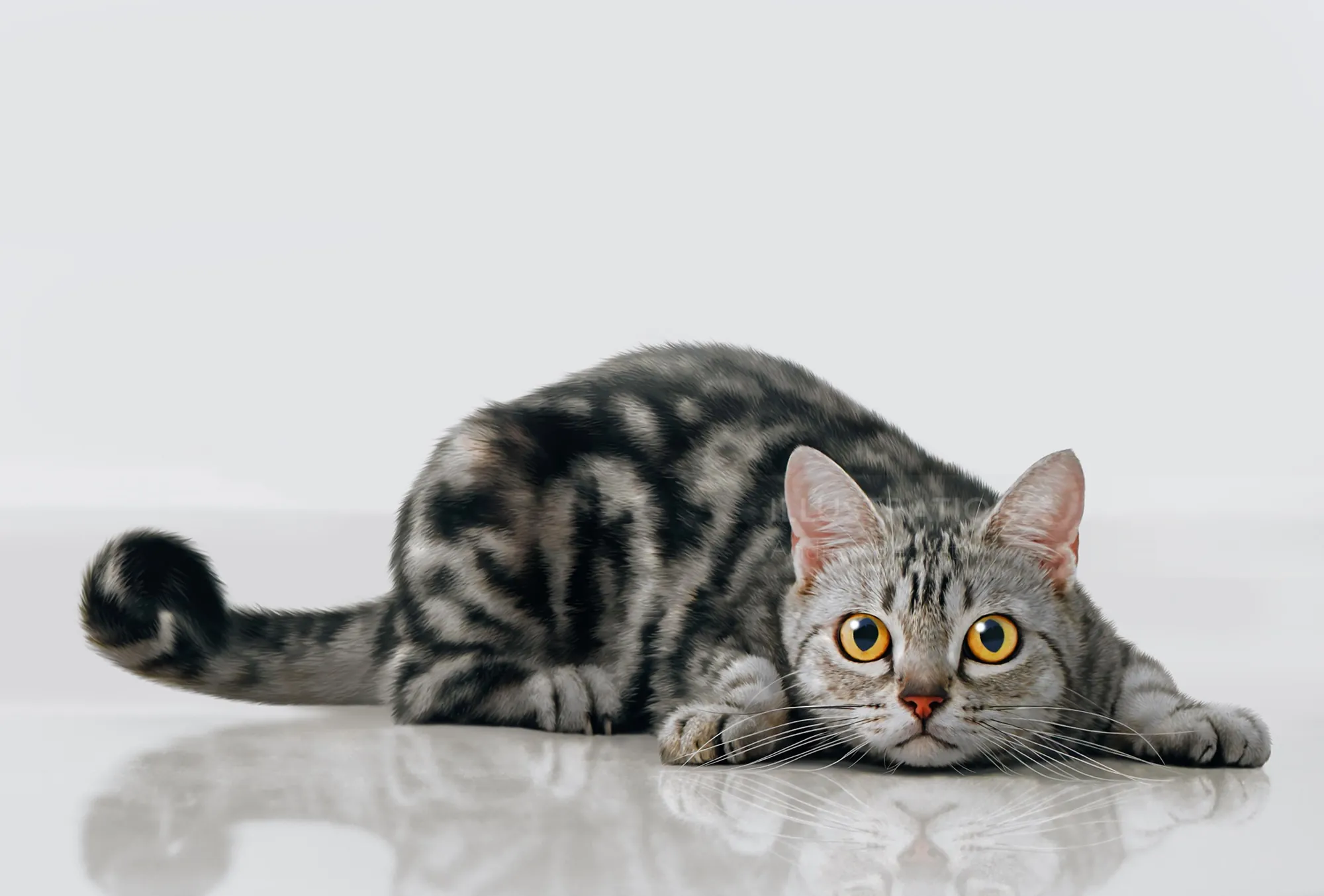 American Shorthair cat crouching on reflective surface