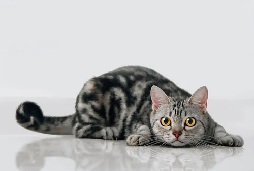 American Shorthair cat crouching on reflective surface