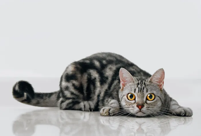 American Shorthair cat crouching on reflective surface
