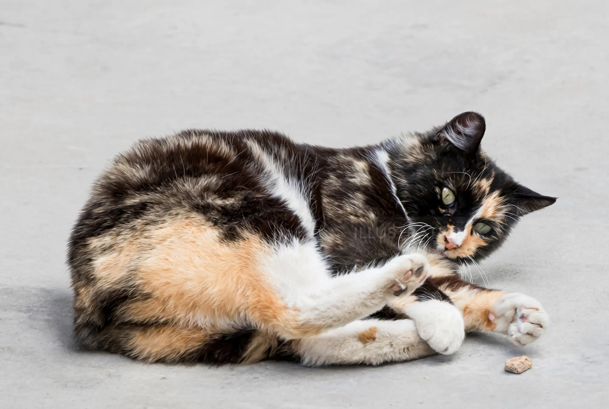 Gato Manx de pelagem tartaruga deitado de lado em superfície cinza