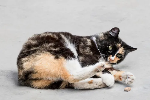 Tortoiseshell Manx cat lying on side on gray surface