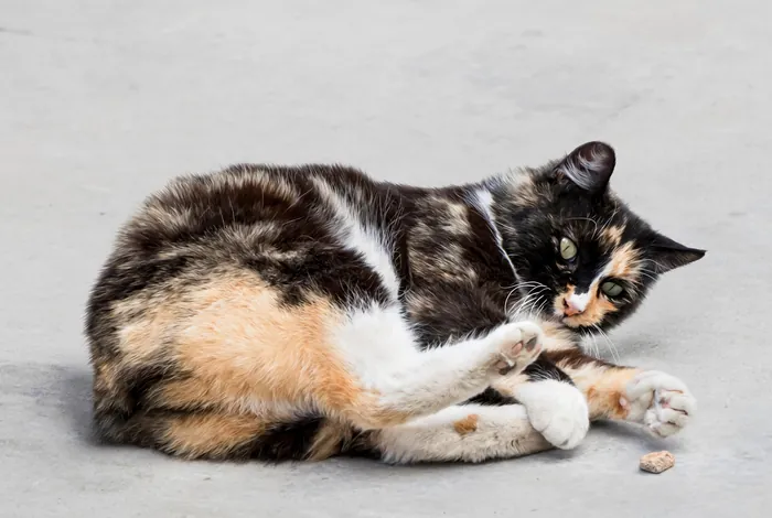 Tortoiseshell Manx cat lying on side on gray surface