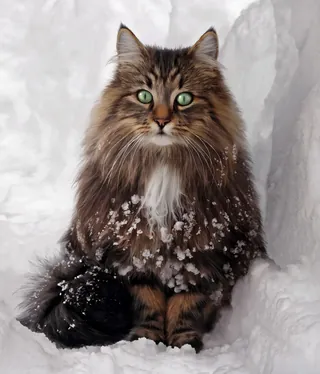 Norwegian Forest Cat sitting in snow with green eyes