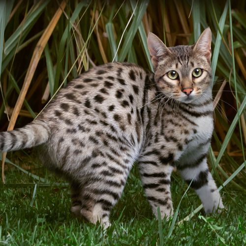 Savannah cat with spotted coat standing near tall grass