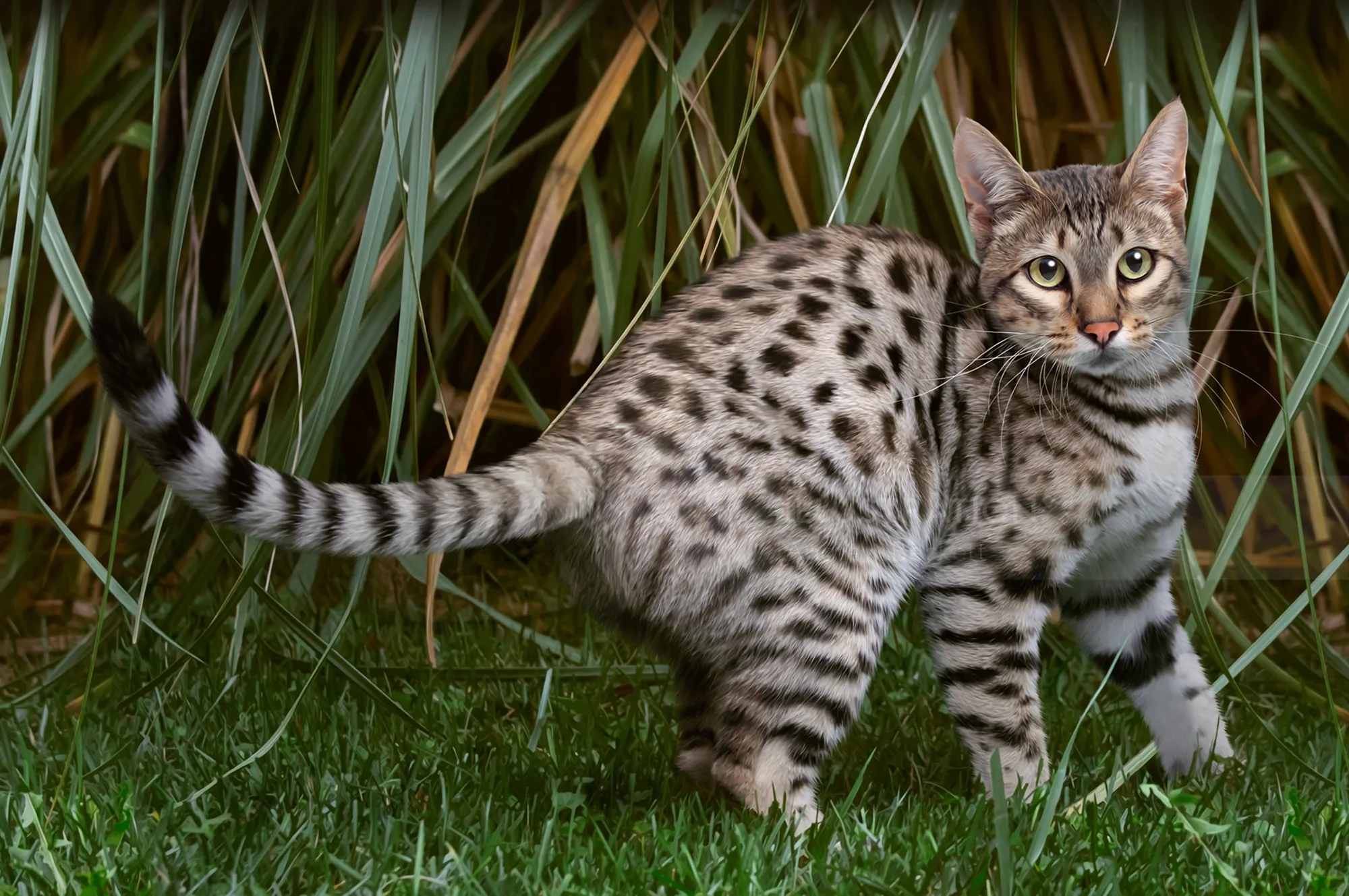 背の高い草の近くに立っている、まだら模様の毛皮を持つサバンナ猫