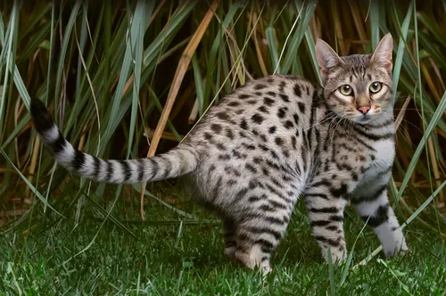 Savannah cat with spotted coat standing near tall grass