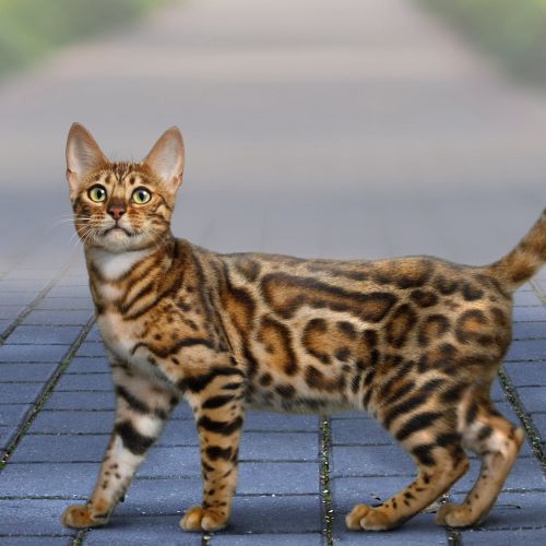 Bengal cat with striking spotted coat standing on pavement