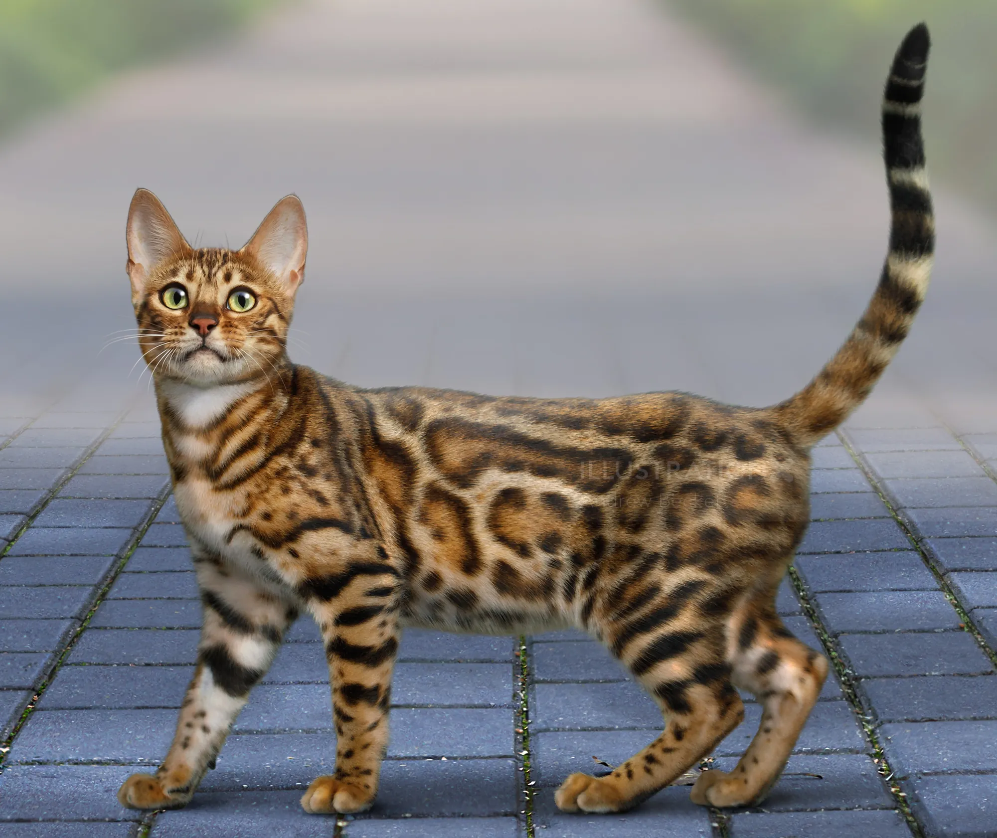 Gato de Bengala com pelagem manchada impressionante em pé na calçada