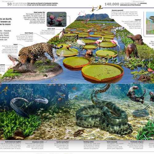 Illustration of Pantanal wetlands with animals and aquatic plants