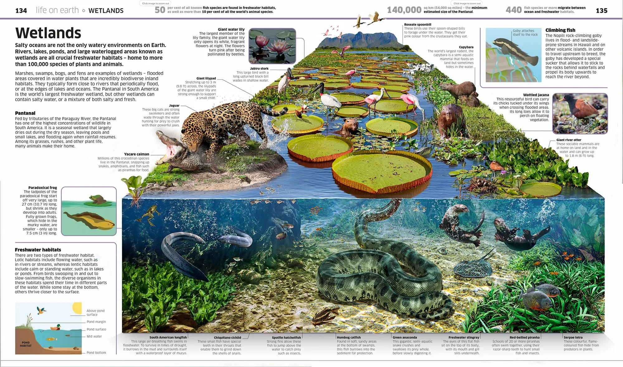 Illustration of Pantanal wetlands with animals and aquatic plants