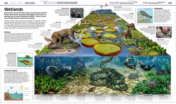 Illustration of Pantanal wetlands with animals and aquatic plants