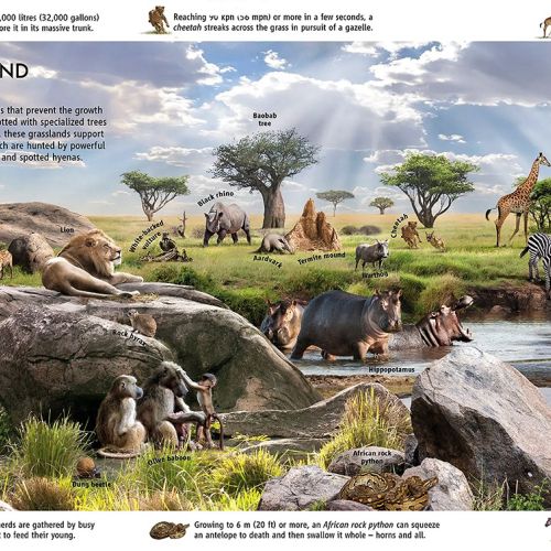 Illustration of diverse Serengeti wildlife in tropical grassland habitat