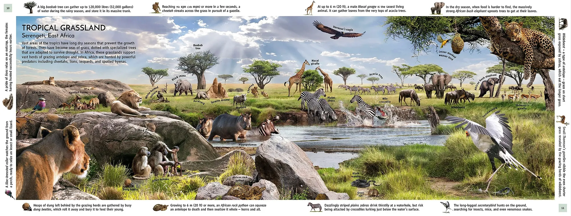 熱帯草原の生息地に生息する多様なセレンゲティの野生生物のイラスト