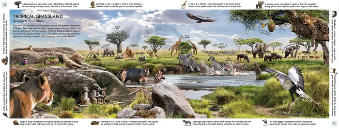 Illustration of diverse Serengeti wildlife in tropical grassland habitat