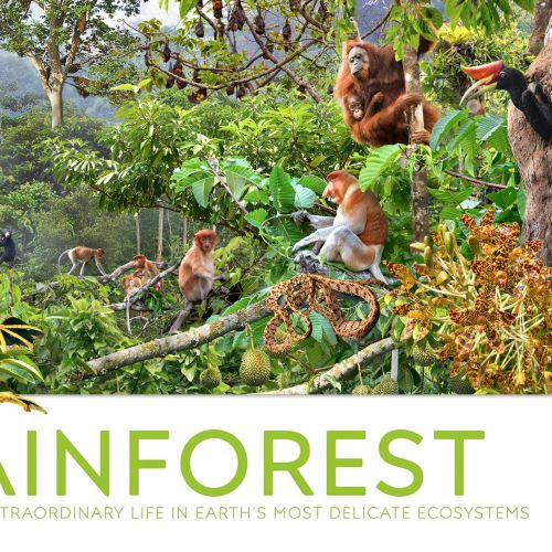 Andrew Beckett Wldlife illustrator: Lancashire. UK