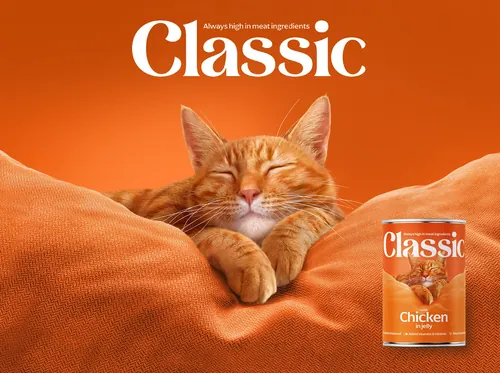一只姜黄色的猫咪趴在橙色的枕头上休息，旁边是一罐经典的猫粮（作者：Andrew Beckett）。