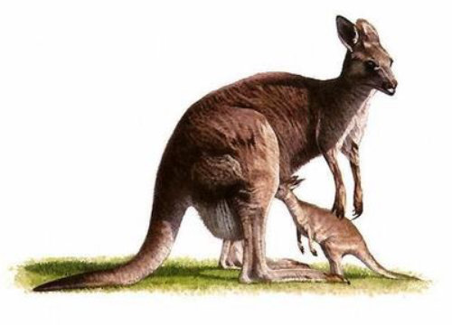 kangaroo with its baby - Wildlife illustration
