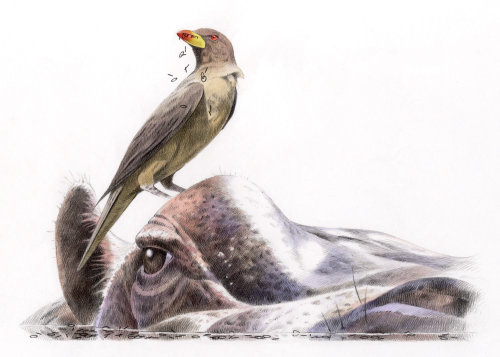 Ilustração em aquarela para um pássaro no chifre de um búfalo