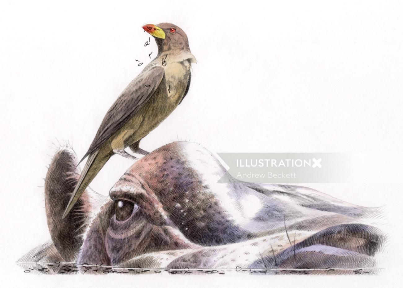 Watercolour illustration for a bird on a buffalo's horn