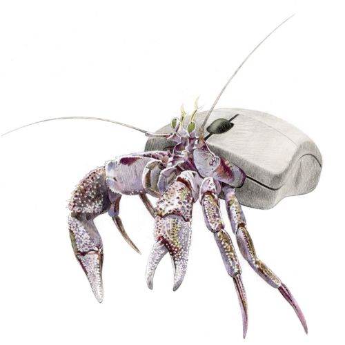 Hermit Crab Illustration For IBM Mouse