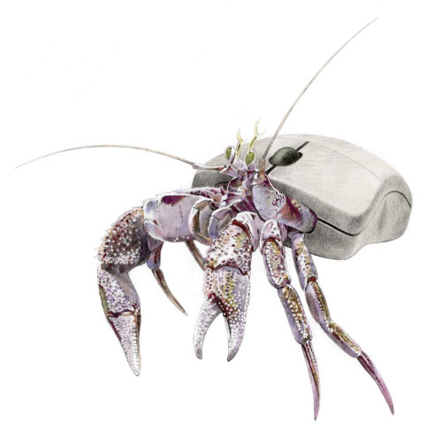 Illustration de crabe ermite pour souris IBM