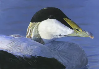 Eider bird illustration by Andrew Becket