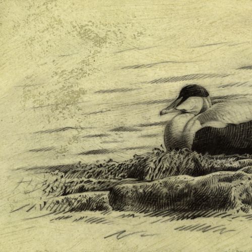 Duck illustration by Andrew Beckett