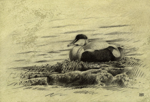 Duck illustration by Andrew Beckett
