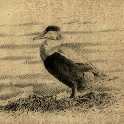 Eider bird on ground illustration by Andrew Becket