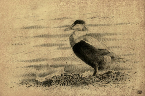 Eider bird on ground illustration by Andrew Becket