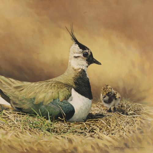 Lapwing bird illustration by Andrew Beckett
