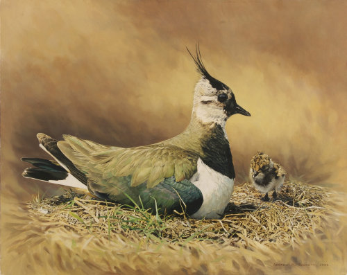 Lapwing bird illustration by Andrew Beckett