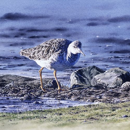 Watercolour painting of Ruff in winter plumage