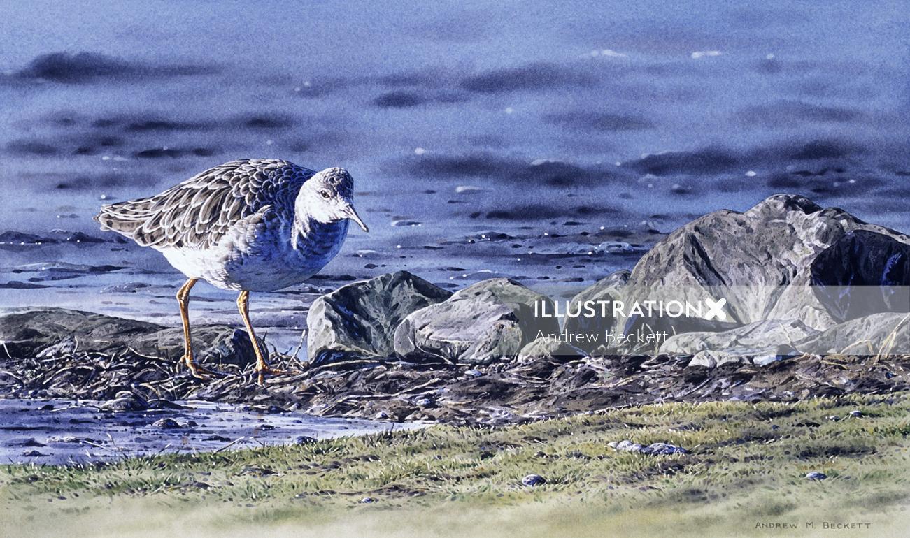 Watercolour painting of Ruff in winter plumage