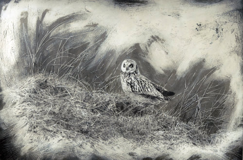 Ilustração de pássaro bizarro por Andrew Becket