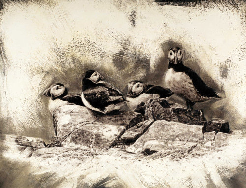 安德鲁贝克特的大西洋海雀插图