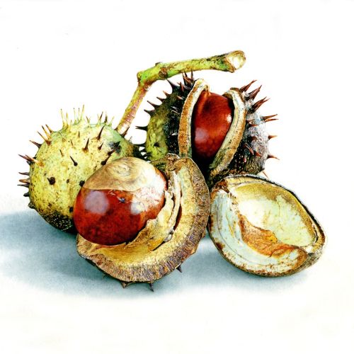 Horse chestnuts illustration by Andrew Beckett