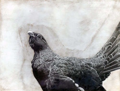Ilustração de pássaro Capercaillie por Andrew Beckett