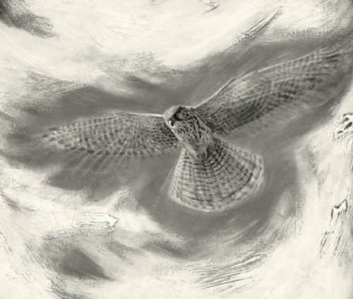 Crécerelle en vol stationnaire - illustration d&#39;oiseau