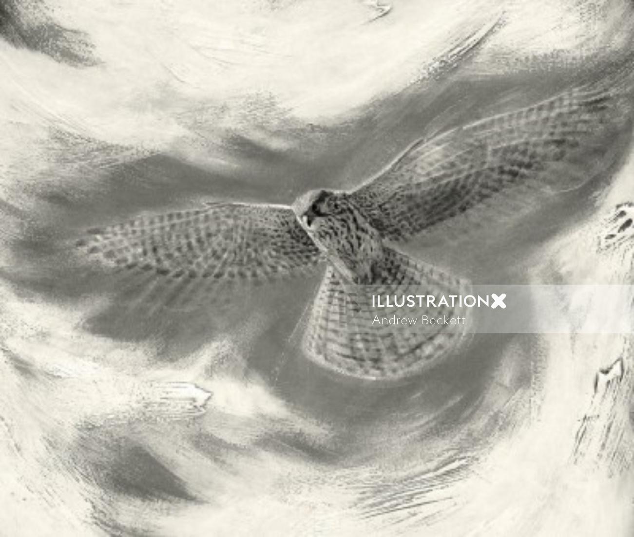 Cernícalo cernícalo - Ilustración de pájaro