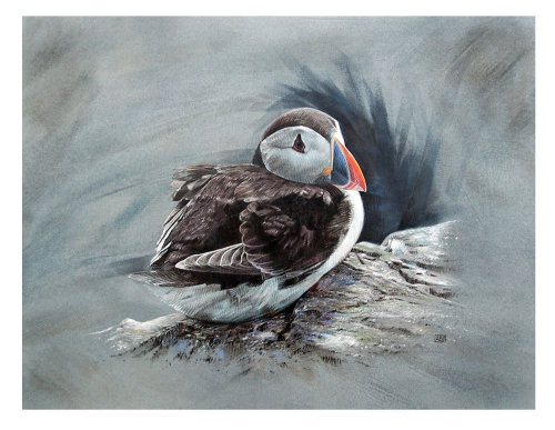 Puffin Bird Gouache Painting