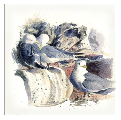 Peinture à l&#39;aquarelle pour les mouettes tridactyles