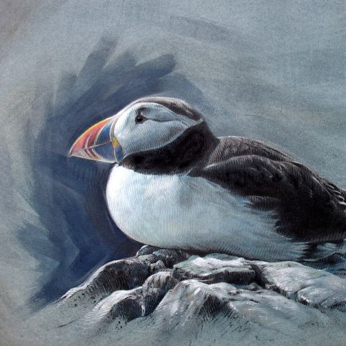 Puffin bird illustration by Andrew Becket