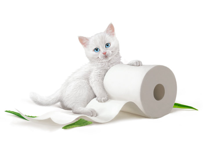 Publicité du papier hygiénique KittenSoft