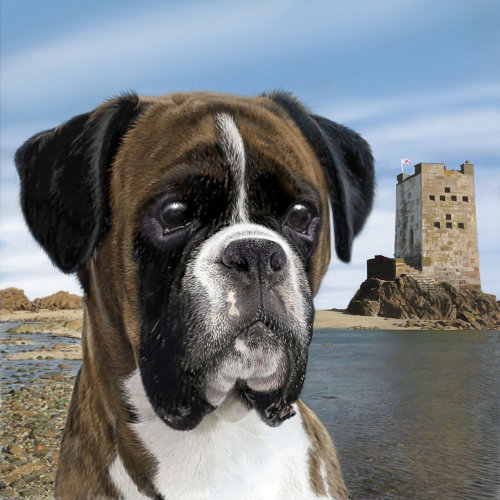 Portrait of Boxer dog illustration by Andrew Beckett