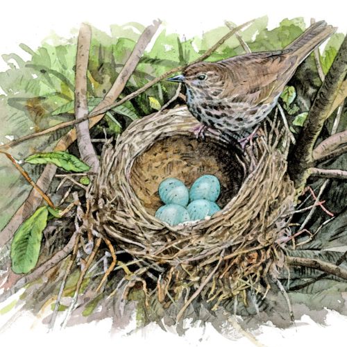 Song thrush at nest with eggs
